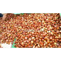 biji chestnut dandong segar